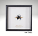 Blue Weevil