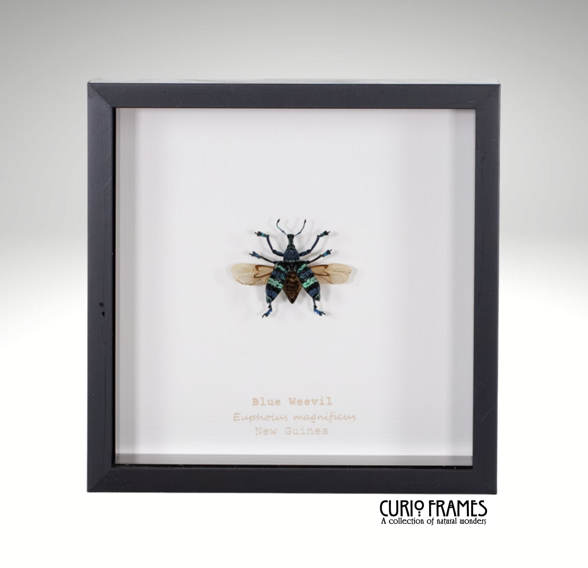 Blue Weevil