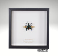 Blue Weevil