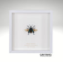 Blue Weevil