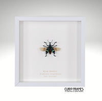 Blue Weevil