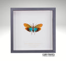 Blue Winged Lanternfly