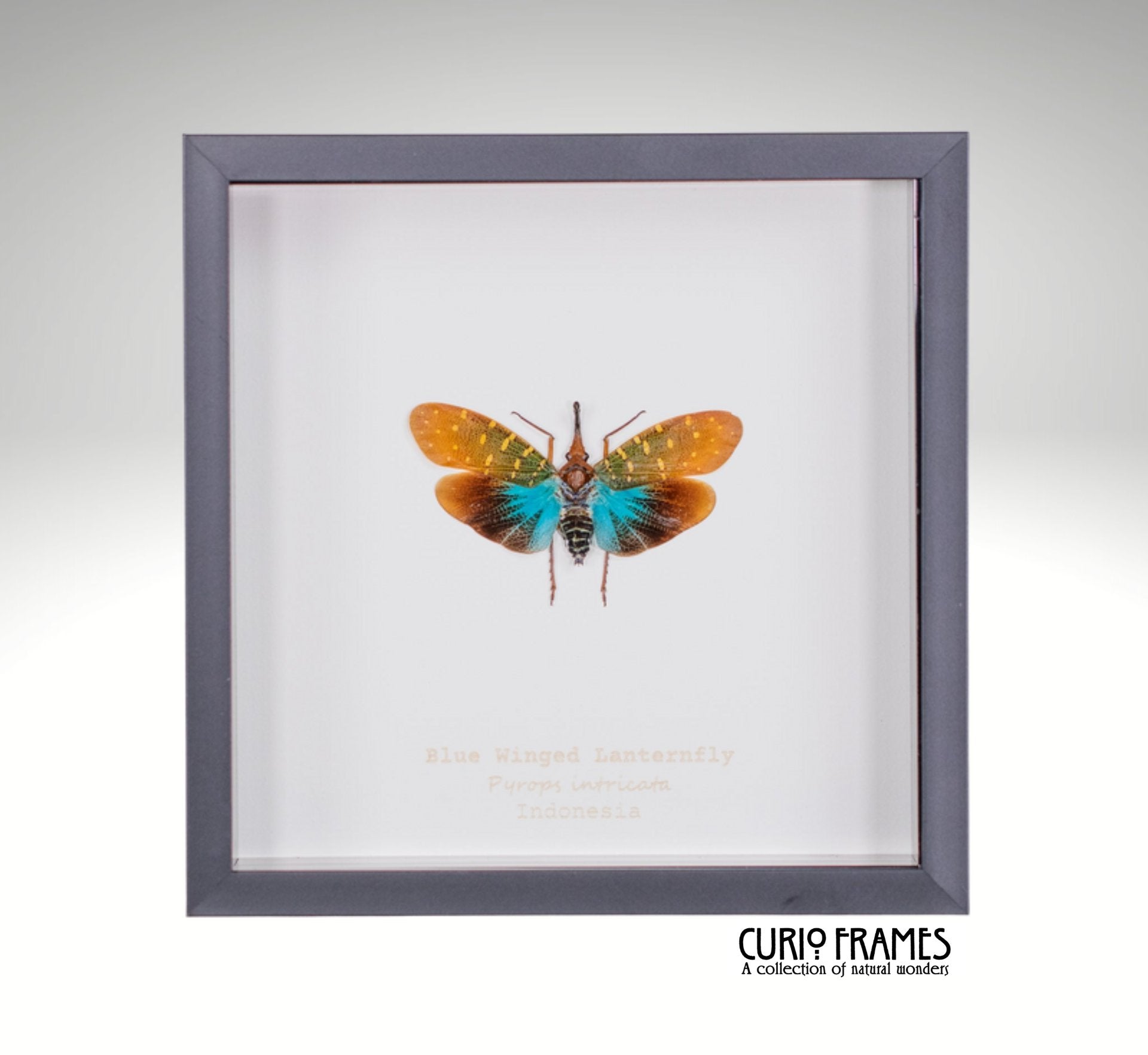 Blue Winged Lanternfly