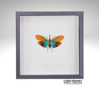 Blue Winged Lanternfly