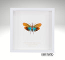 Blue Winged Lanternfly