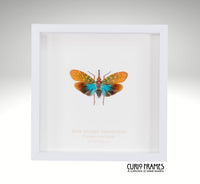 Blue Winged Lanternfly