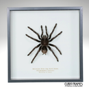 Bolivian Blue Legged Bird Eater