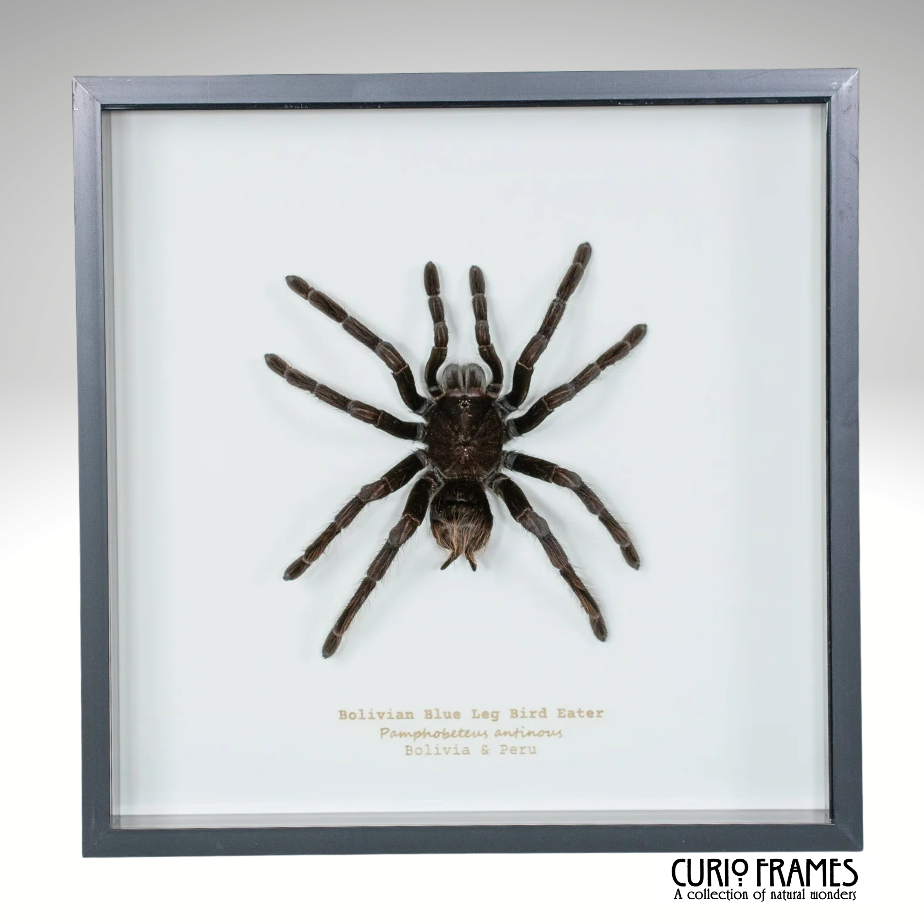 Bolivian Blue Legged Bird Eater