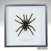 Bolivian Blue Legged Bird Eater