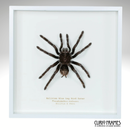 Bolivian Blue Legged Bird Eater