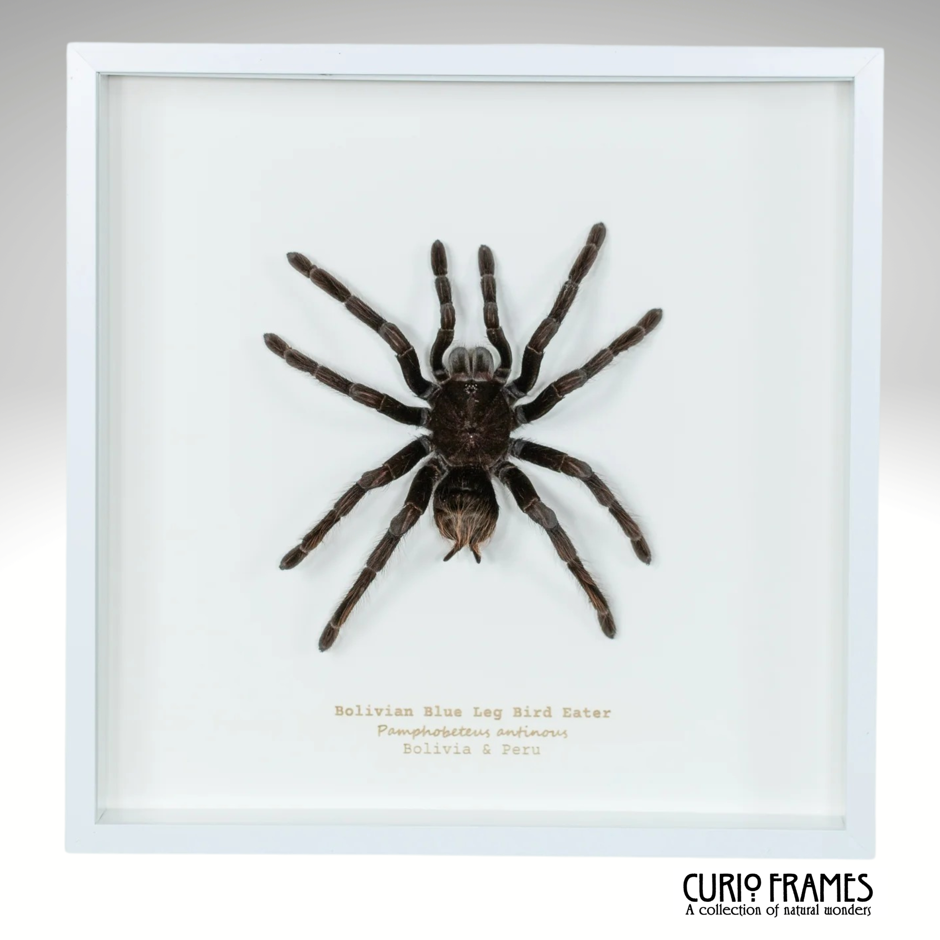 Bolivian Blue Legged Bird Eater