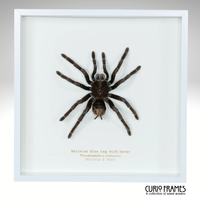 Bolivian Blue Legged Bird Eater