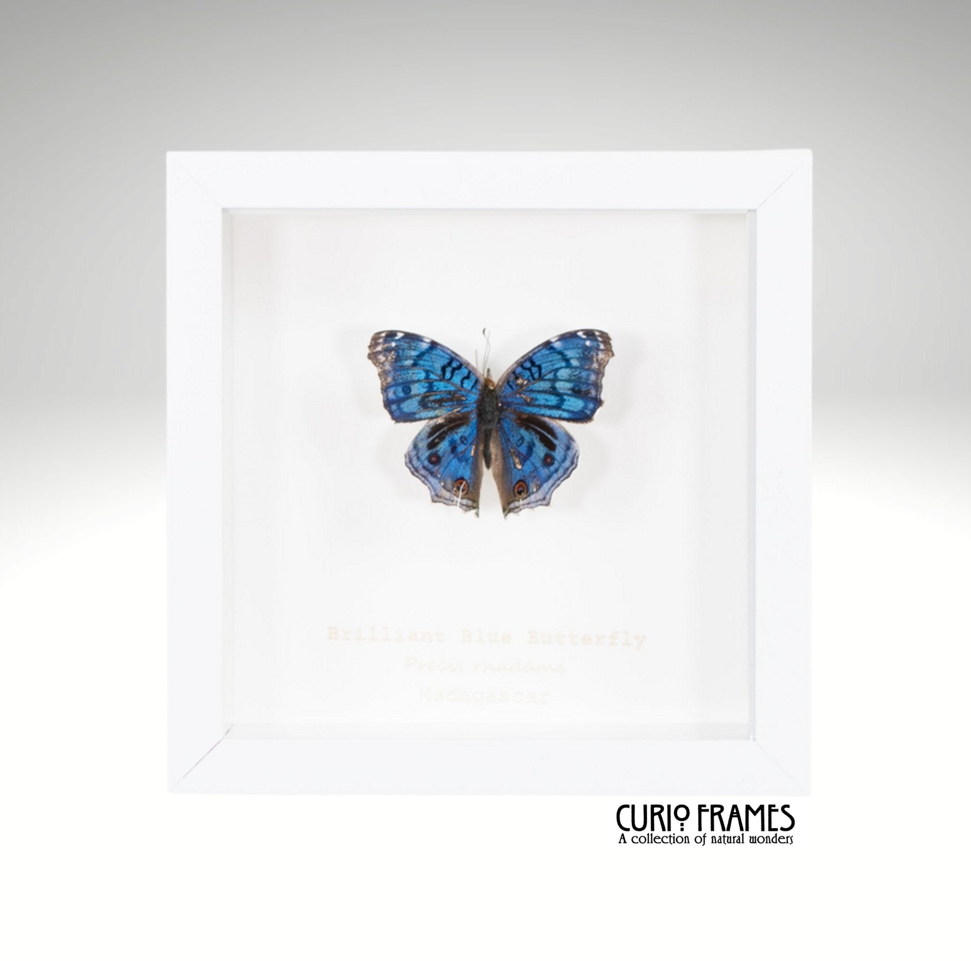 Brilliant Blue