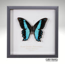 Broad Banded Swordtail
