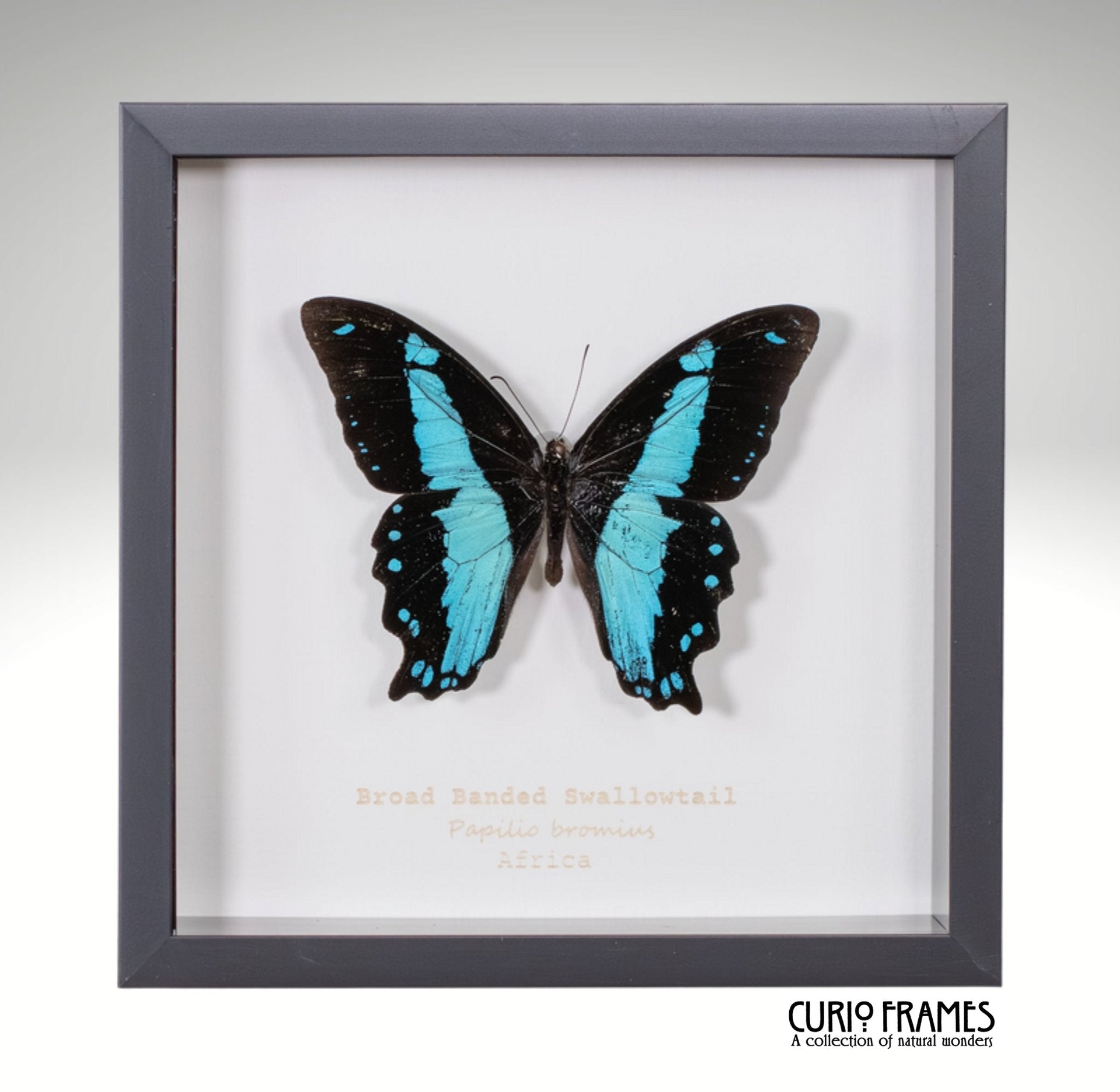 Broad Banded Swordtail