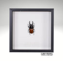 Brown Stag Beetle