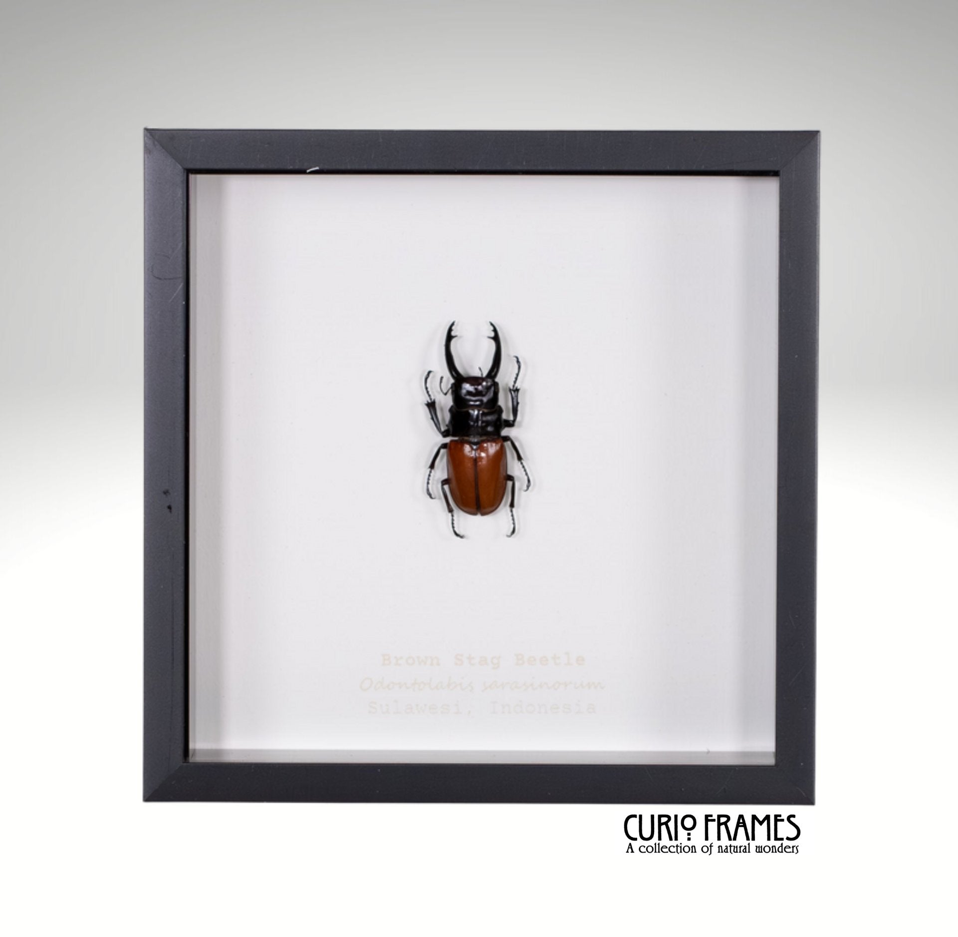 Brown Stag Beetle