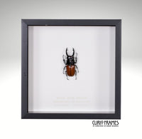 Brown Stag Beetle