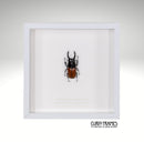 Brown Stag Beetle