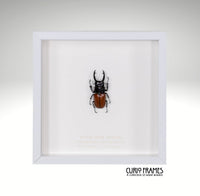 Brown Stag Beetle