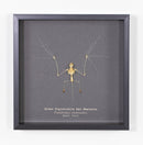 Brown Pipistrelle Bat Skeleton