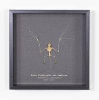 Brown Pipistrelle Bat Skeleton