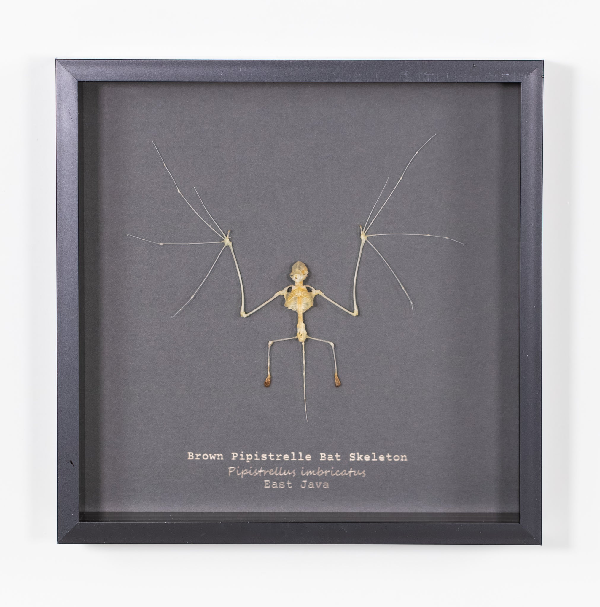 Brown Pipistrelle Bat Skeleton