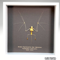 Brown Pipistrelle Bat Skeleton