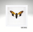 Butterfly Cicada