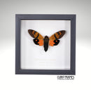 Butterfly Cicada