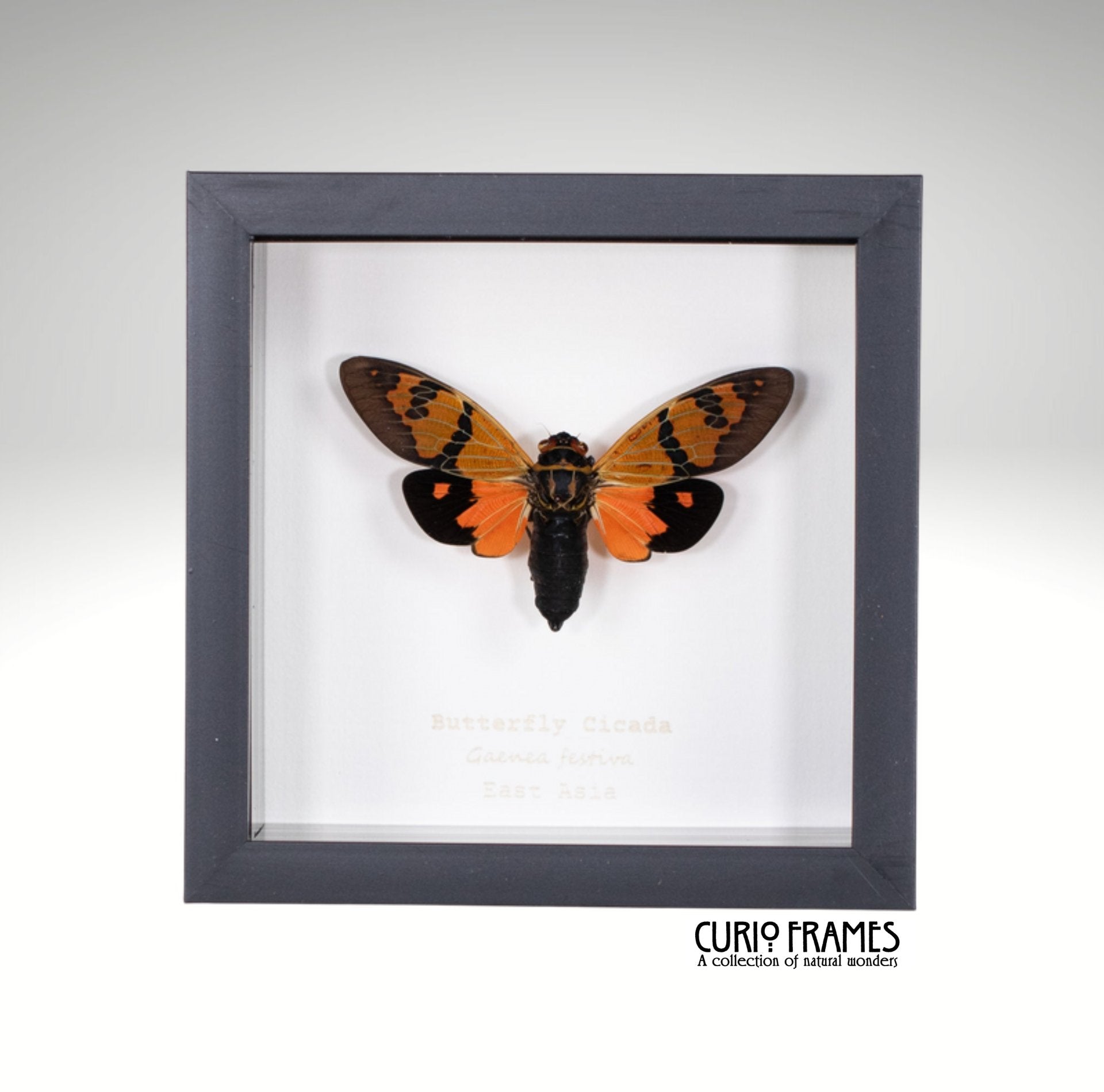 Butterfly Cicada