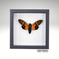 Butterfly Cicada