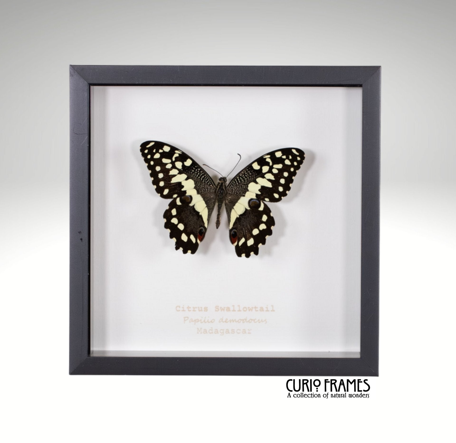 Citrus Swallowtail