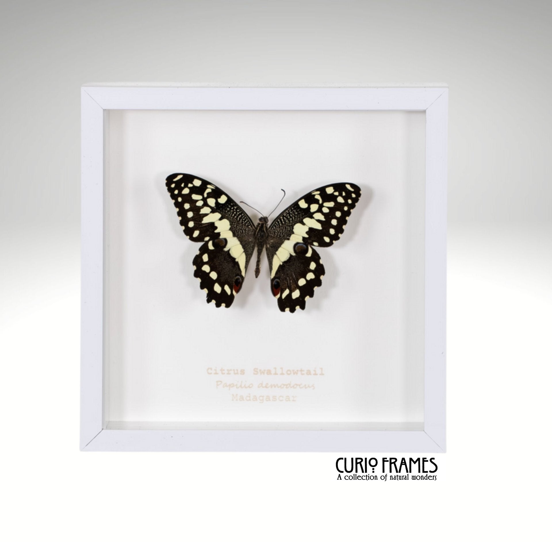Citrus Swallowtail