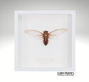 Clearwing Cicada