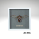Clearwing Cicada