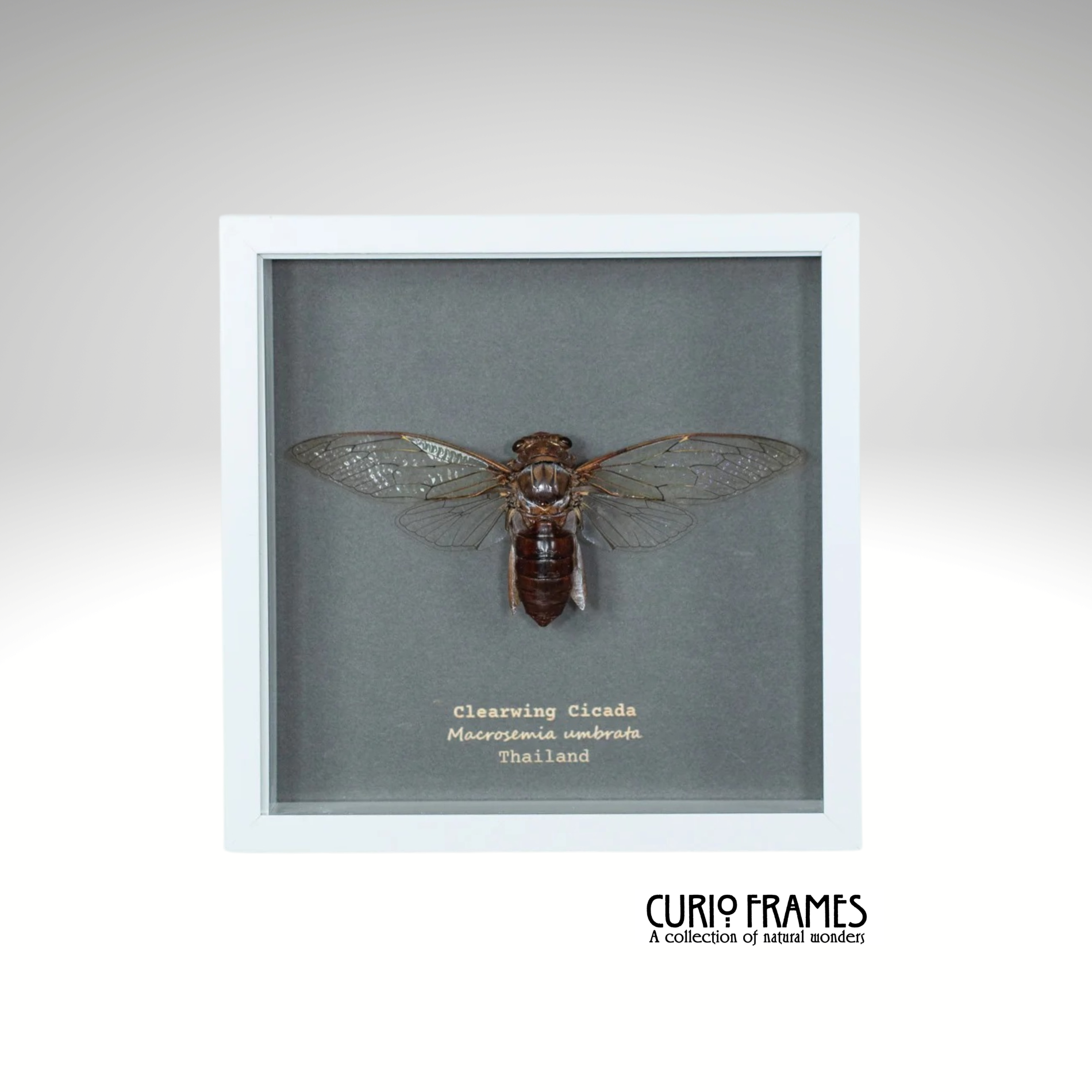 Clearwing Cicada