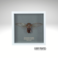 Clearwing Cicada