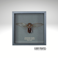 Clearwing Cicada