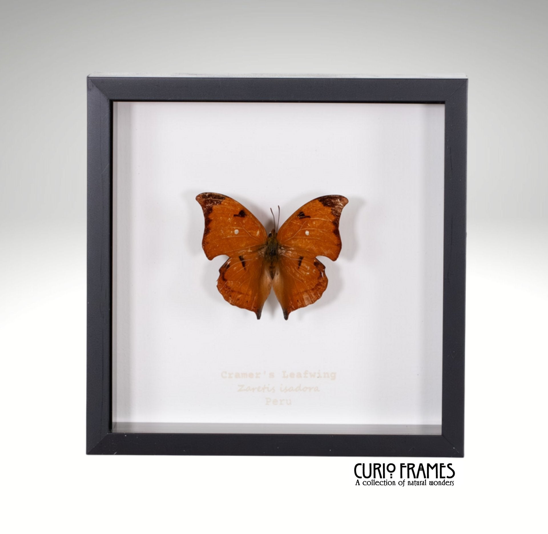 Cramers Leafwing
