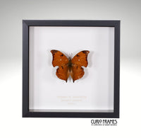 Cramers Leafwing