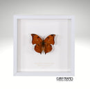 Cramers Leafwing