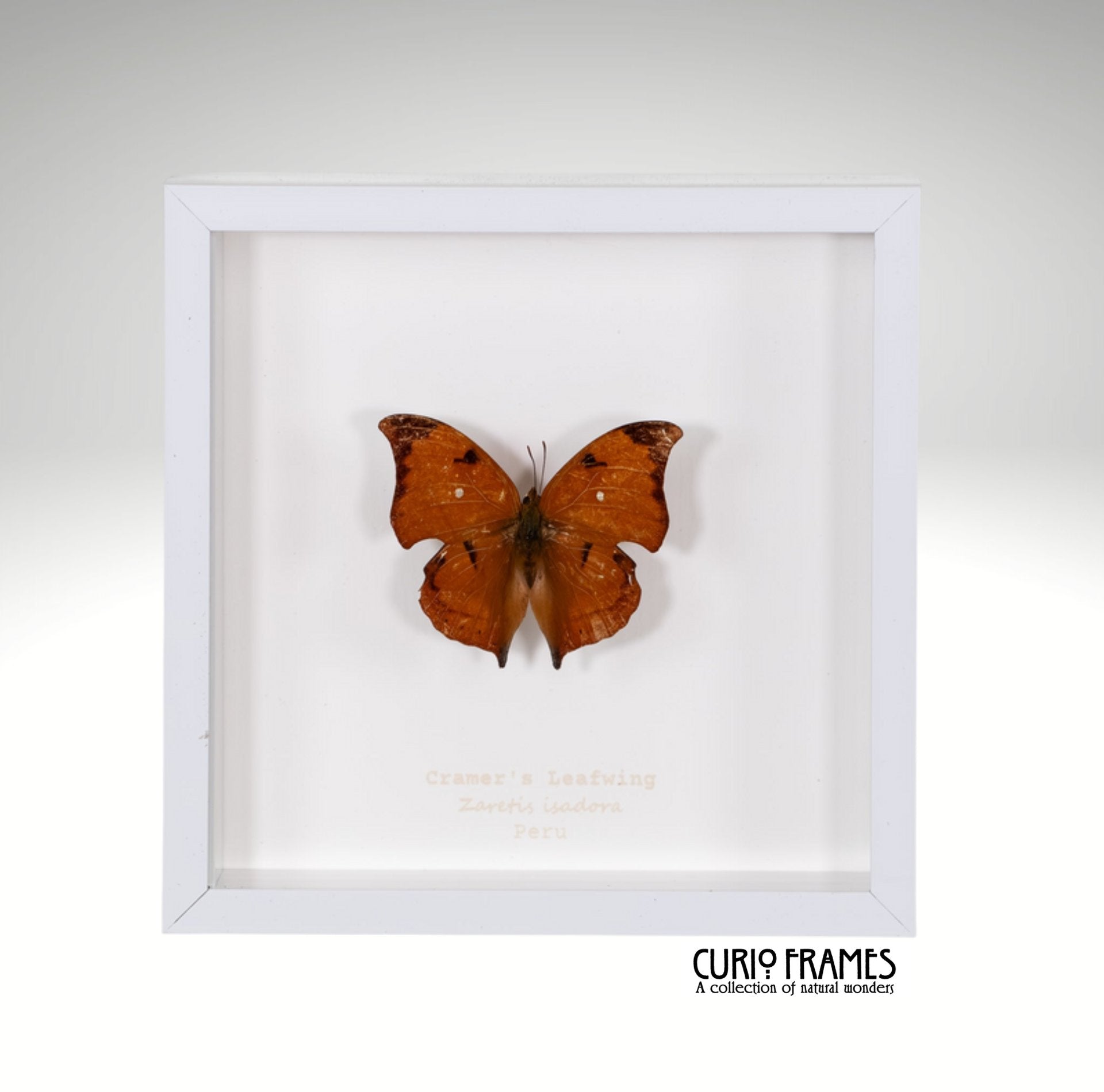 Cramers Leafwing