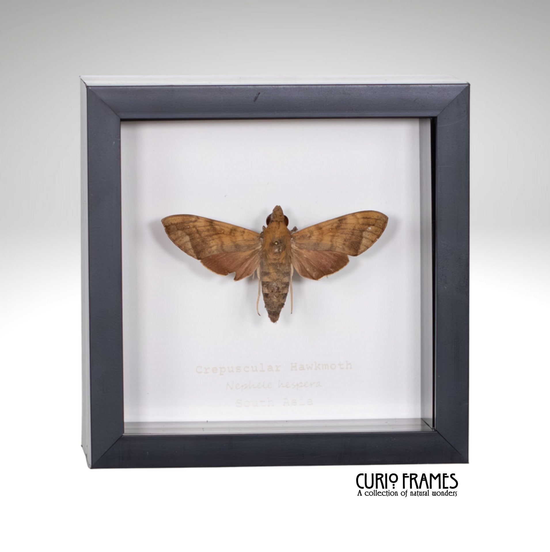 Crepuscular Hawkmoth