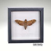 Crepuscular Hawkmoth