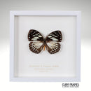 Crossley's Forest Queen