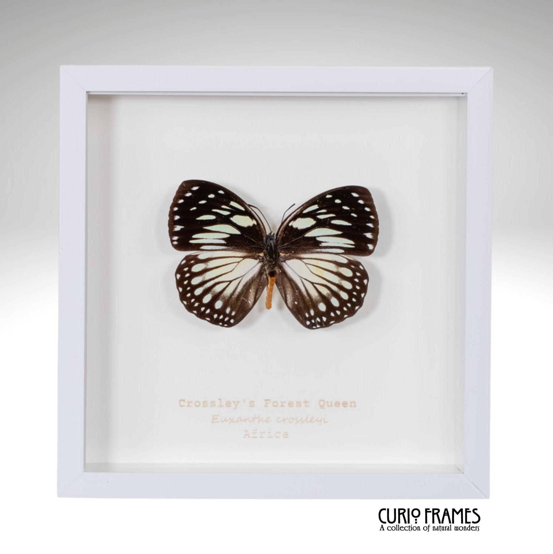 Crossley's Forest Queen