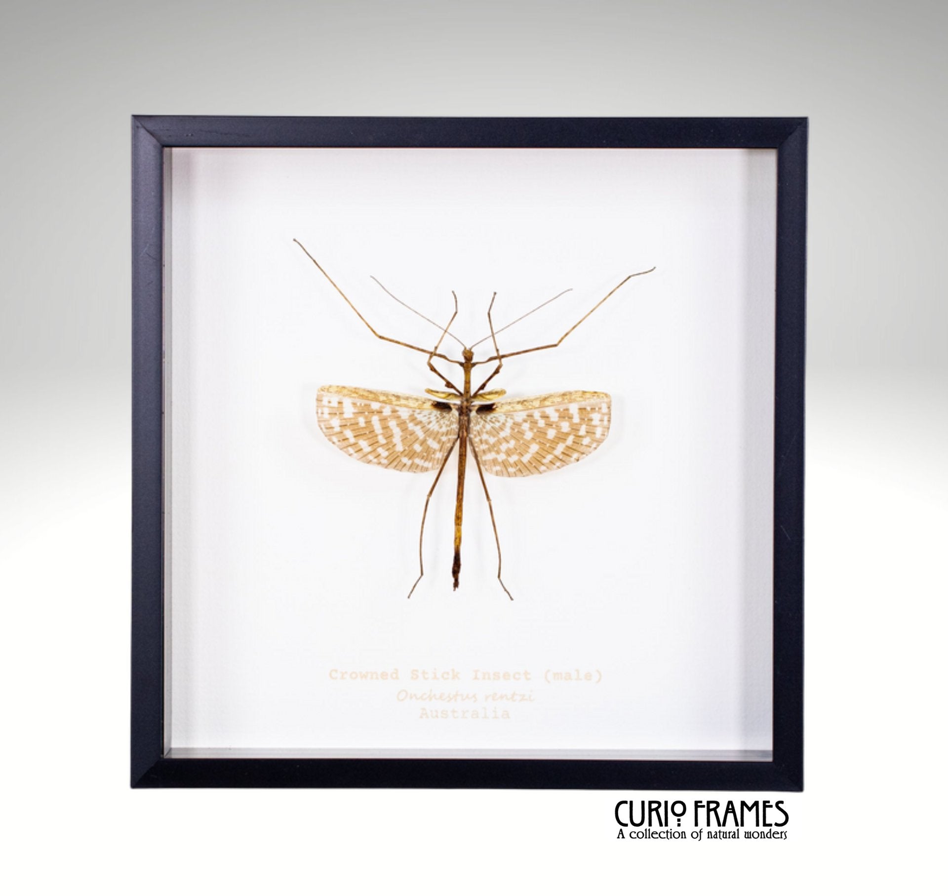 Crowned Stick Insect (male)