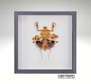 Dead Leaf Mantis