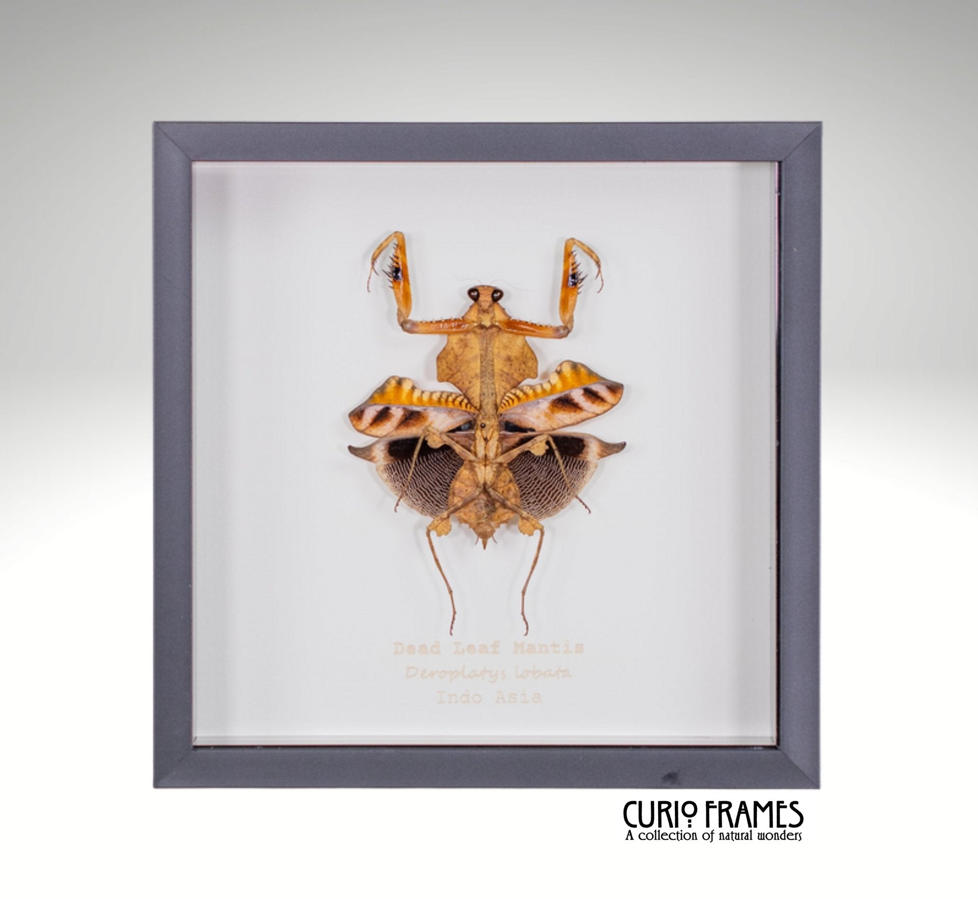 Dead Leaf Mantis